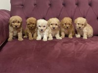 Çok uygun aşılı maltipoo bizde