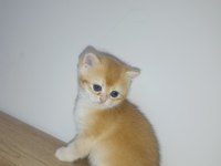 Golden british shorthair bebeklerimiz