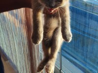 Ücretli sahiplendirme british longhair