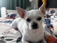 5 yaşında kısır erkek chihuahua