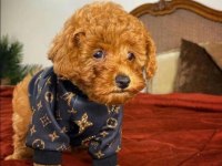 ORİJİNAL TOY POODLE YAVRULARI