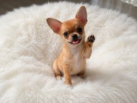 Mini gold color chıhuahua