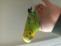 Muhabbet kuşu evcil çift