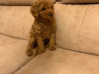 Orjinal Toy Poodle Yavruları Aşılı Yasal Satış Belgeli
