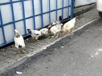 Dört Tavuk İki Horoz Yer Olmadığından Verilecektir