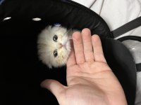 2 aylık erkek A kalite scottish fold