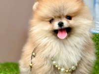 Safkan Pomeranian Boo Yavrularımız