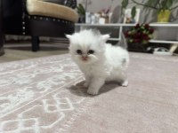 British Shorthair Kedimiz