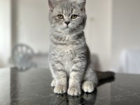 Scottish fold ve straight YAVRU 3 aylık