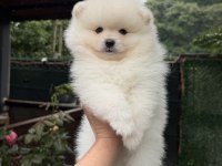 Ayı Surat Pomeranian Boo
