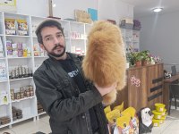 Show kalite orange british longhair ny12
