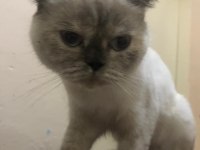 Mişa 4 aylık dişi scottish fold