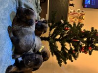 İş Hattı Malinois Yavrularımız