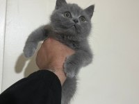 British Shorthair Erkek Yavru