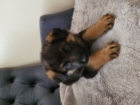 K9 SAFKAN ALMAN KURDU 2 KARDEŞ