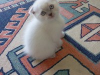 Scottish fold kedisi
