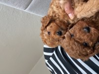 Toy poodle köpeğimiz
