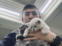 Show kalite WC eğitimli her renk scottish fold yavrularımız