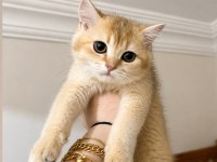 Golden British Shorthair Dişi Aile Arıyor