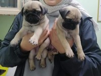 Muhteşem Pug Mops Köpekler A Kalite