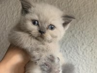 WC eğitimli son gri ve beyaz british shorthair yavrularımız