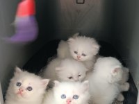 British Longhair Bebeklerimiz Yeni Yuvalarını Arıyor