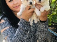Maltese terrier yavrularım