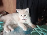 Yakışıklı british shorthair oğlumuz yeni yuvasını arıyor