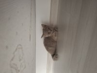 2 aylık british shorthair