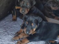 Irk ve sağlık garantili doberman bebeklerimiz
