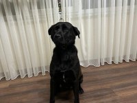 Temel İtaat Eğitimi mevcut Labrador
