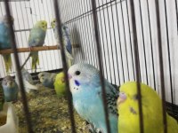 Muhabbet Kuşu Yavru Ele Alıştırılmalık