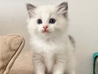 Bicolor Ragdoll Bebekler