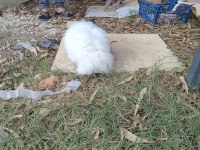 Hollanda Teddy Lop Tavşanlar