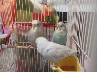 Jumbo ve show muhabbet kuşu toplu herşeyi ile verilicektir