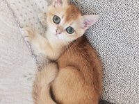 Full şecereli ny 12 erkek british shorthair