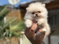 Orjinal Pomeranian Boo özel üretim yavrular
