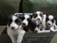 1 Aylık border collie yavrular