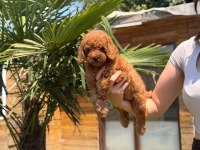 Red Toy Poodle Yavrular