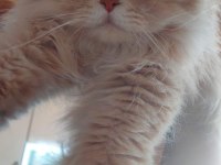 British shorthair 2 aylık dişi