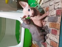 Sfenks Kedisi Yavruları