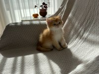 Golden British Shorthair Yavru