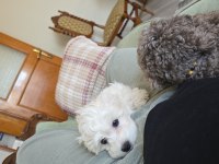 3 aylık dişi köpeğimiz