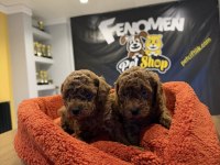 wc eğitimli toy poodle yavrular ankara her ile teslim 