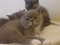 Egzotik Shorthair Bebek Kediler Yeni Yuvalarını Arıyorlar