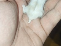 DWARF RENK GÜZELLERİ HAMSTER