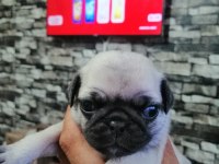 Pug yavrularımız evde bakılıyor