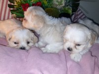 Shih tzu bebeklerimiz
