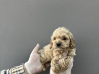 Maltipoo yavrular