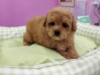 F2 MALTİPOO YAVRULARI